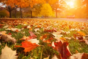 D&D Complete Sewer Service—Fall leaves accumulate on the ground, creating a potential hazard for sewer systems in Central IL.