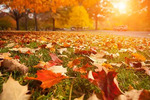 D&D Complete Sewer Service—Fall leaves accumulate on the ground, creating a potential hazard for sewer systems in Central IL.